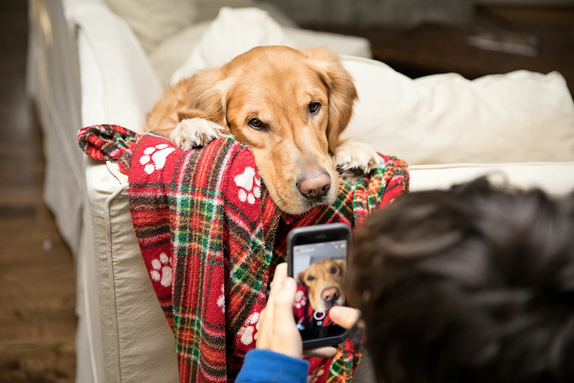 Tu móvil Samsung podrá detectar las enfermedades de tu perro con ayuda de la IA